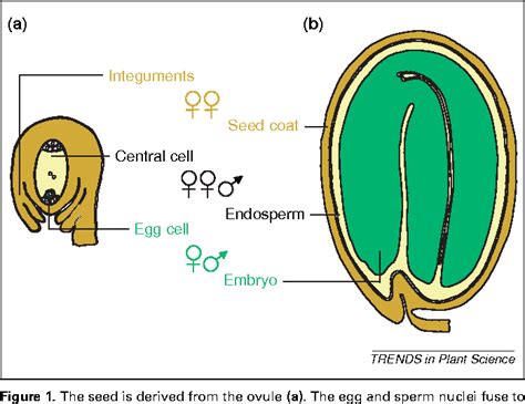 Figure 1 from Genetic analysis of seed coat development in Arabidopsis ...