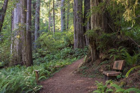 The Nature Trail