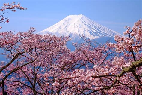 5 spots which have late blooming cherry blossoms in Niigata, Nagano and Yamanashi. Only known by ...