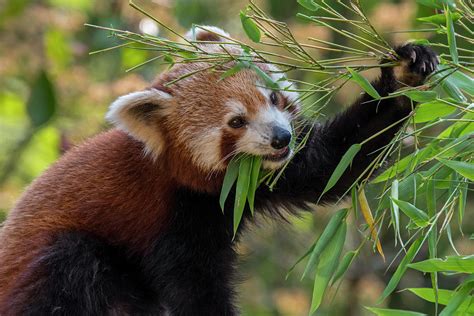 Eating Red Panda Photograph by Arterra Picture Library - Fine Art America