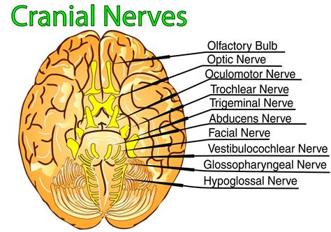 7th Cranial Nerve Anatomy