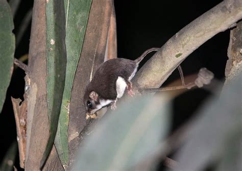 feather-tailed glider – Go Birding