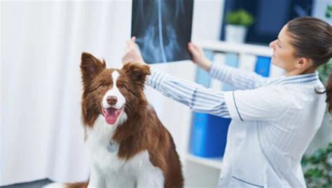 Pneumonia in Dogs: Causes, Symptoms, and Treatment