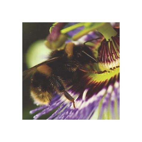 Buff-tailed Bumblebee Greeting Card