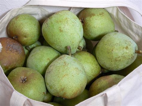 Inside the artisan: First harvest of September - Green Anjou Pears