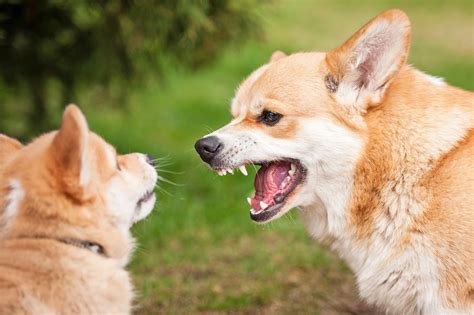 Are Corgis Aggressive? Understanding Corgi Aggression