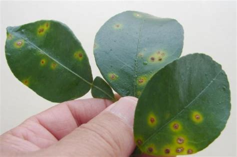 Panhandle Citrus Producers Need to Know Symptoms of Canker and Greening ...