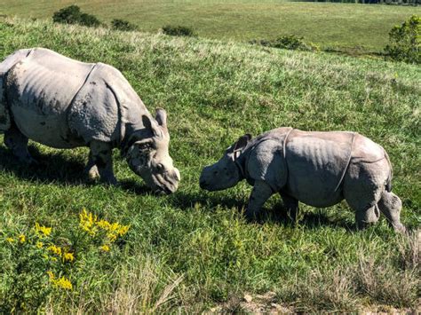 810+ Rhino Eating Grass Stock Photos, Pictures & Royalty-Free Images ...