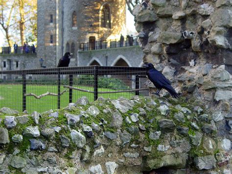 #922 The Tower of London ravens are well treated because... - 1K Smiles