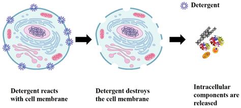 Bacterial Cell Lysis Buffer Recipe | Besto Blog