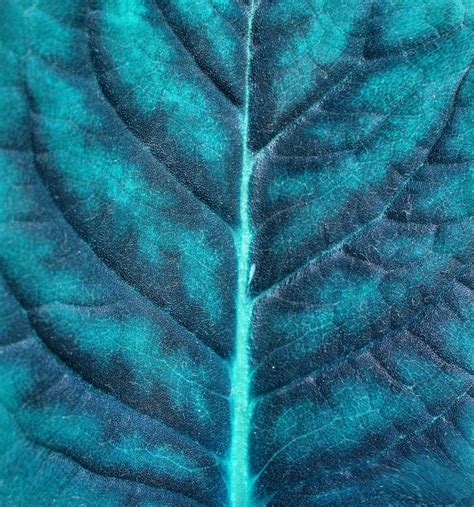 Free blue_leaf_texture Stock Photo - FreeImages.com