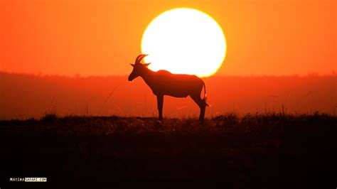 Maasai Mara Sunset - Matira Safari