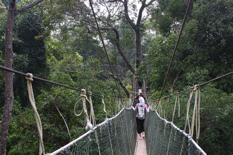 Taman Negara National Park, Malaysia | The Canopy Walkway | Dan Searle | Flickr