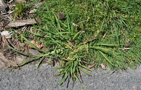 Weeds That Look Like Grass: List of Grass-Like Lawn Weeds - Lawn Chick