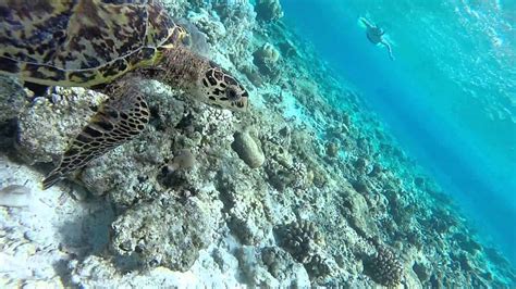 Snorkeling - Baros, Maldives - YouTube