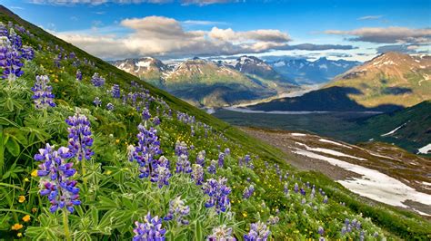 nature, landscape, sky, clouds, flowers, valley, mountains, river, rocks, purple flowers, fjord ...