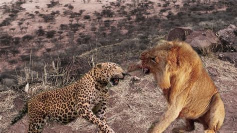 Extreme fight Big Leopard vs Lion, Wild Animals Attack - YouTube