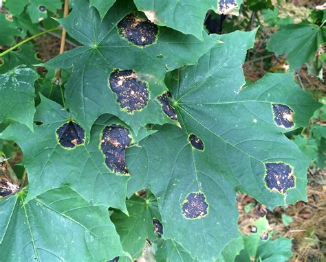 Landscape: Tar Spot of Maple | Center for Agriculture, Food, and the Environment at UMass Amherst