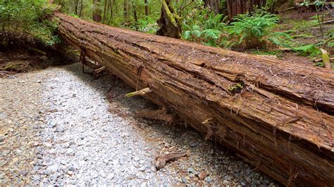 Armstrong Redwoods State Park in Guerneville, California | Expedia