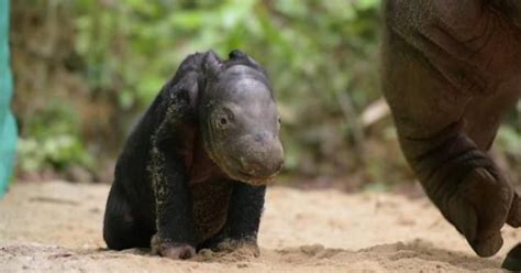 Watch: Critically endangered Sumatran rhino baby born in Indonesia ...