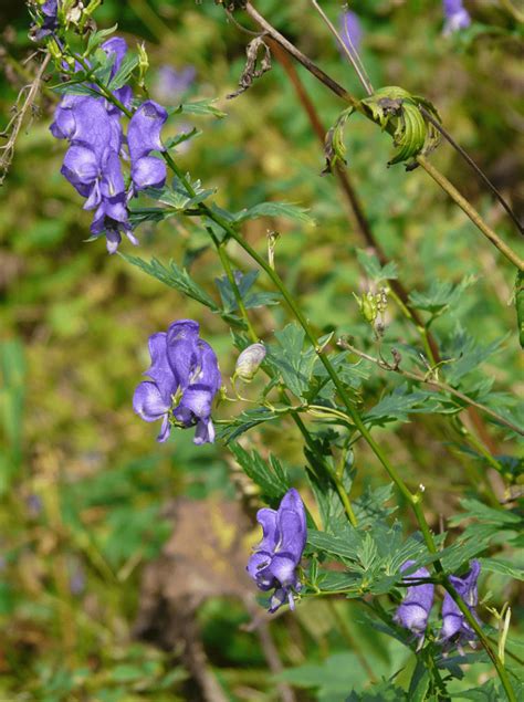 Wolfsbane l Toxic Group of Plants - Our Breathing Planet