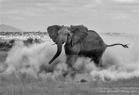 Elephant in the Dust in Amboseli | Wildlife photos, Elephant, Elephants photo