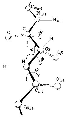 The Structure of the polypeptide