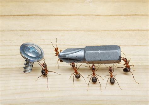 Affordable Carpenter Ant Control in Vancouver BC - Ant Exterminator