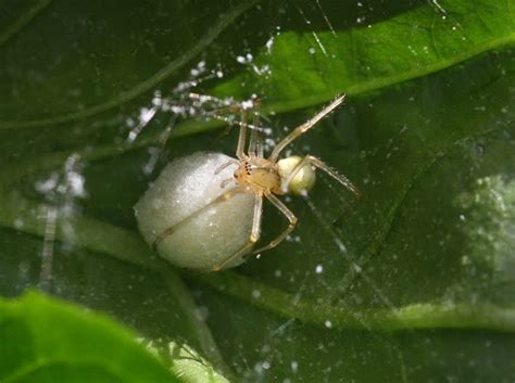 My Garden: Spiders Nest