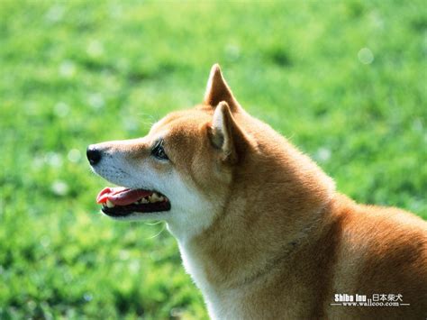 🔥 [70+] Shiba Inu Wallpapers | WallpaperSafari