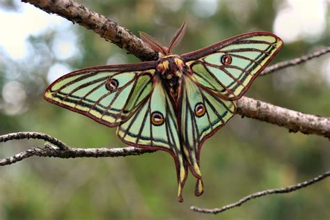 🔥 The beautiful, ephemeral Spanish moon moth (Graellsia isabellae) lives only a handful of days ...