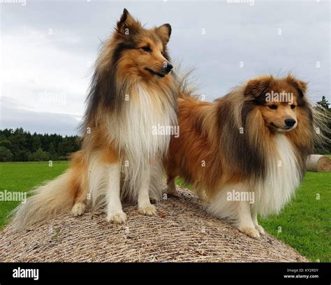 Sheltie; Shetland Sheepdog, mini collie Stock Photo - Alamy