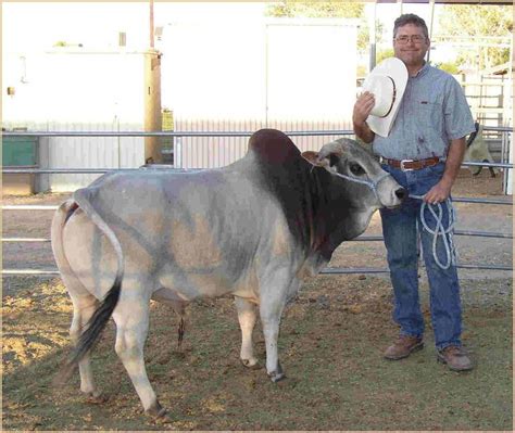 Zebu/Miniature Brahman bull so cute | Vacas, Toros, Animales