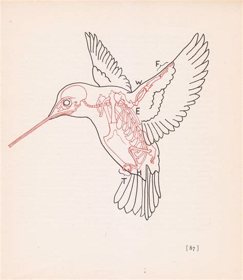 Anatomy Of A Hummingbird - Anatomical Charts & Posters