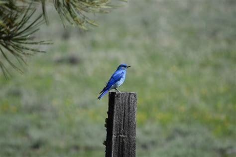 What Is The State Bird Of Idaho? All Facts Explained