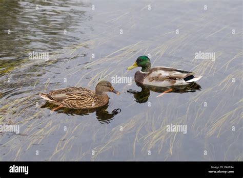 Male and female mallard duck swimming in a shallow water Stock Photo - Alamy