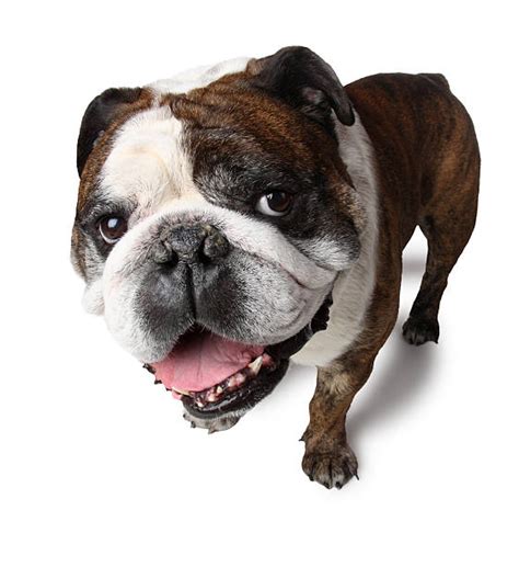 English Bulldog Funny Stock Photos, Pictures & Royalty-Free Images - iStock