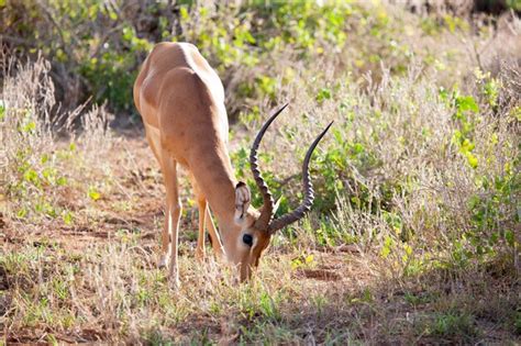 Premium Photo | Antelope is eating grass in the scenery of kenya