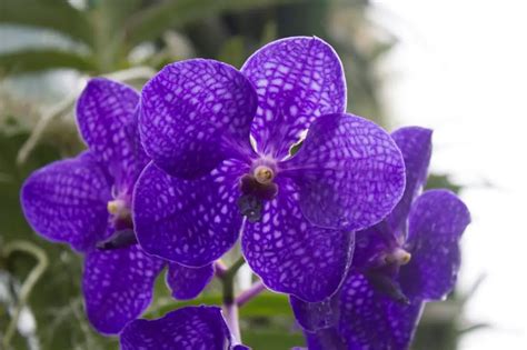 Como cultivar orquídea Vanda: Tudo o que você precisa saber