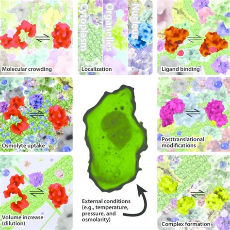 (PDF) Globular Protein Folding In Vitro and In Vivo