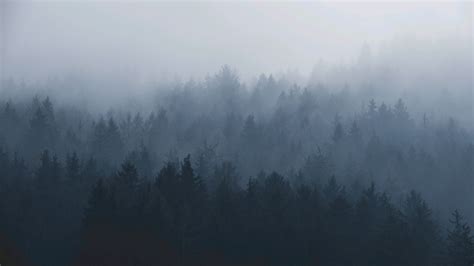 Pin by Денис Галлямов on Wallpapers | Foggy forest, Misty forest, Forest wallpaper