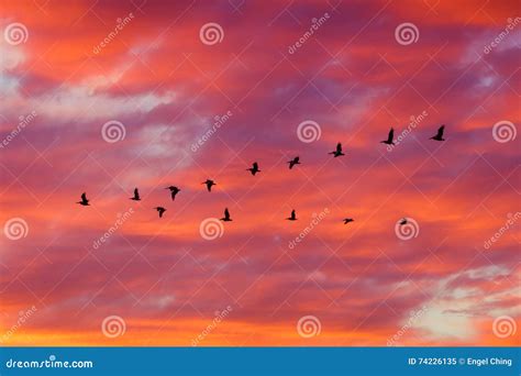 Birds Flying in Formation at Sunset Stock Image - Image of burn, nature: 74226135