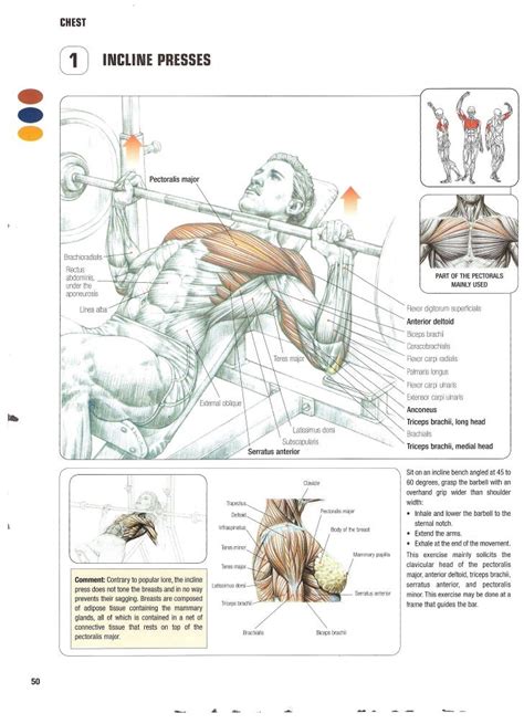 Strength Training Anatomy 2nd Edition