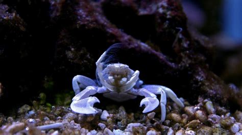 A Crab Clean-Up Crew For Your Saltwater Aquarium - My Reef