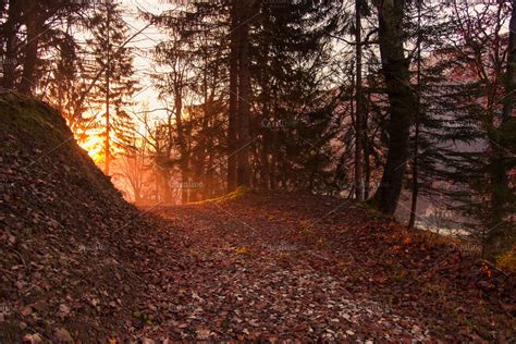 Misty sunrise in the forest | High-Quality Nature Stock Photos ~ Creative Market