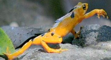 Panamanian Golden Frog Facts and Pictures