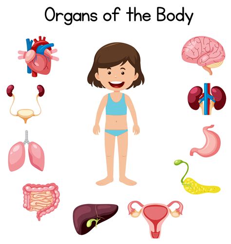 Organs of the body 591365 Vector Art at Vecteezy