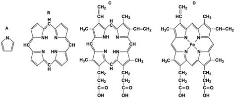 Representative porphyrin structures. (A) pyrrole ring, (B) porphyrin ring, (C) protoporphyrin IX ...