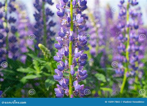 Lupine Field with Purple and Blue Flowers. Bunch of Lupines Summer Flower Background. Lupinus ...