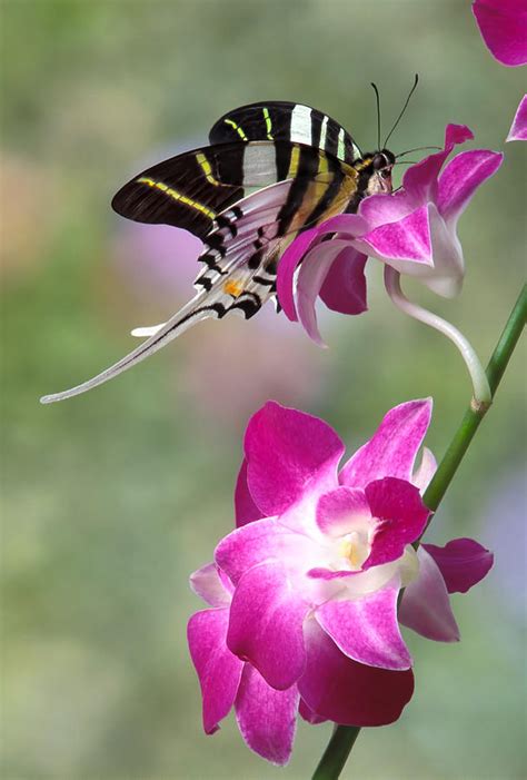 Giant swordtail butterfly Graphium androcles on orchid Photograph by ...